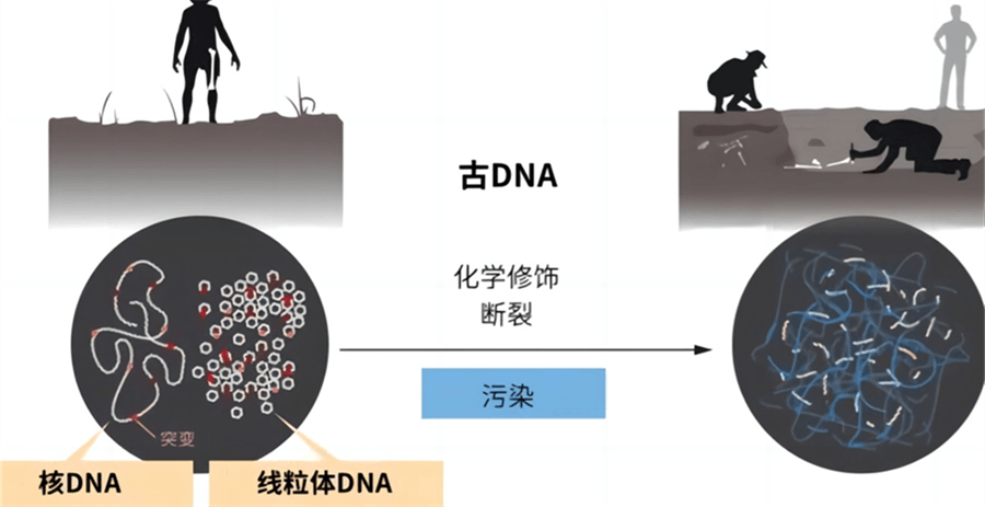 我们从哪里来？基因科学能帮助我们了解什么？